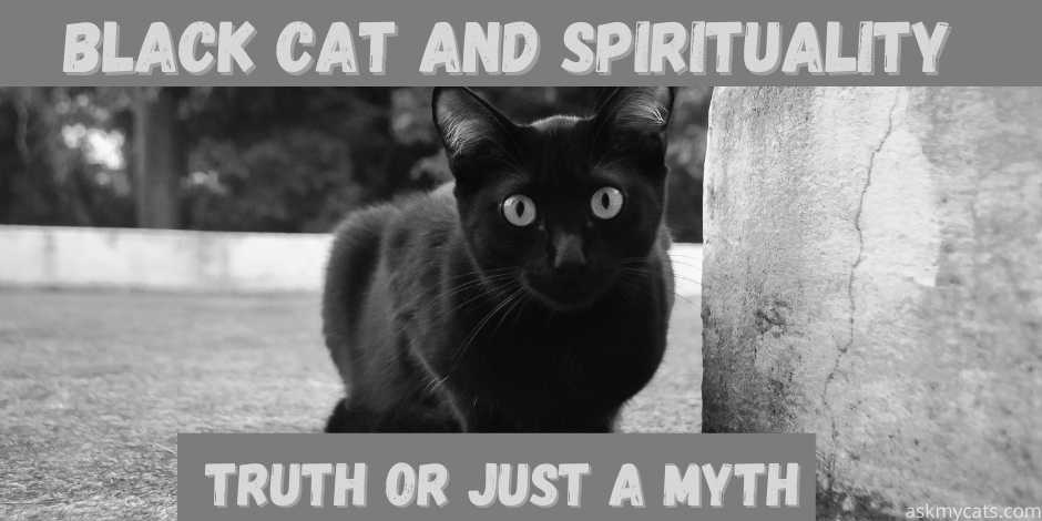 What To Do If A Black Cat Crosses Your Path? (Spiritual Meaning)