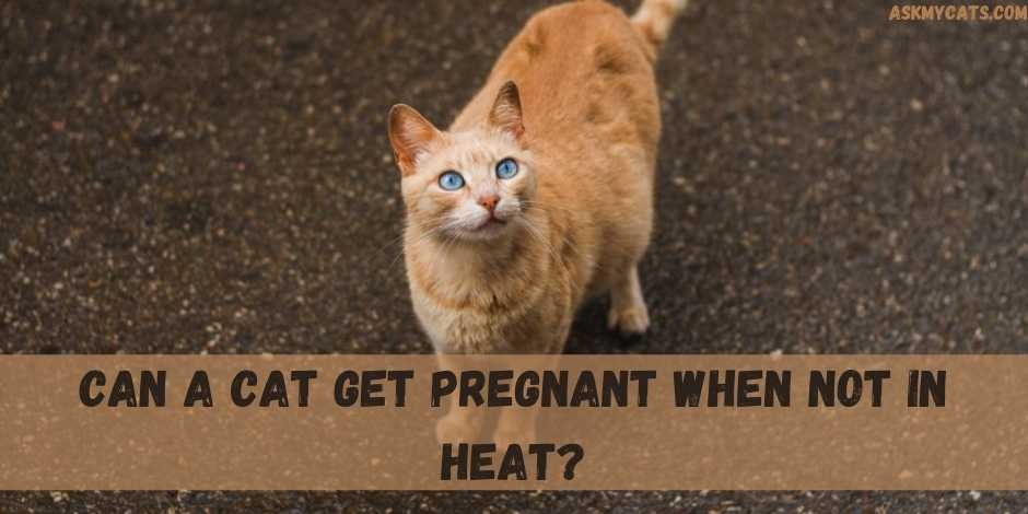 Can A Cat Get Pregnant When Not In Heat 