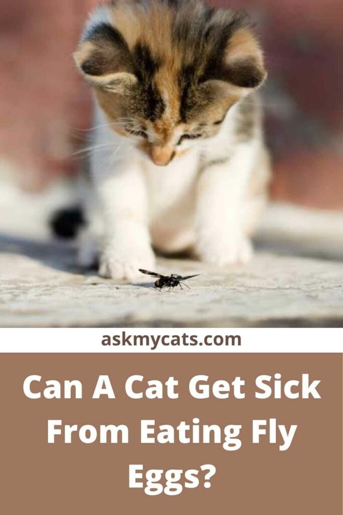 Can A Cat Get Sick From Eating Fly Eggs?