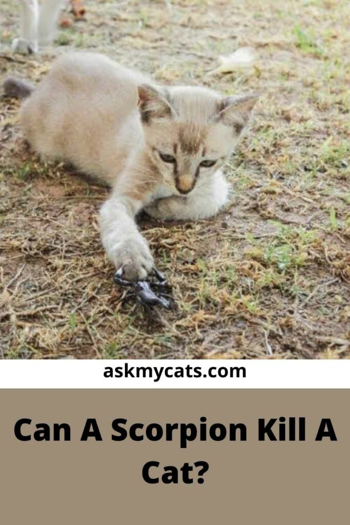 Can A Scorpion Kill A Cat?