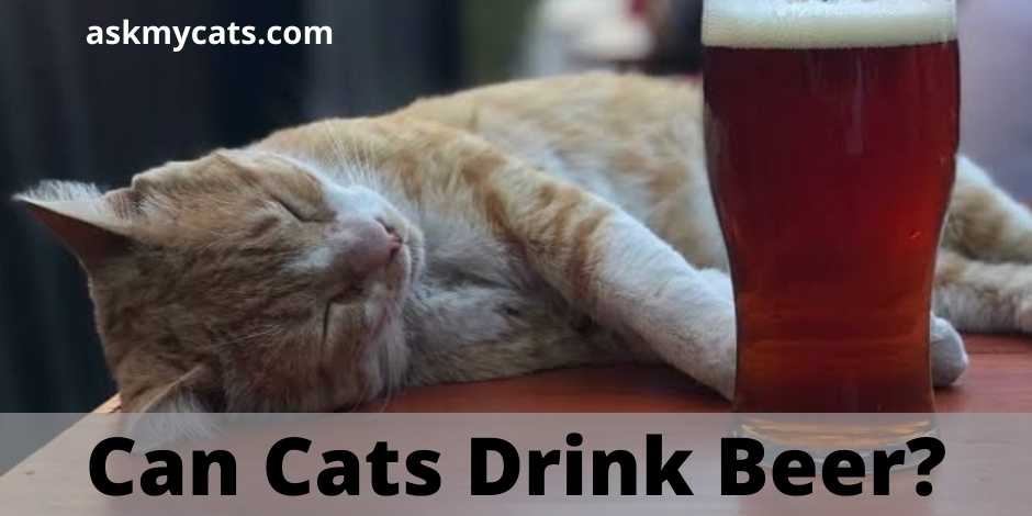 Can Cats Drink Beer?
