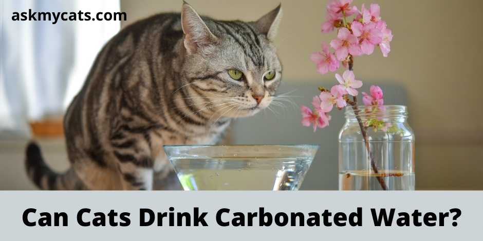 Can Cats Drink Carbonated Water?