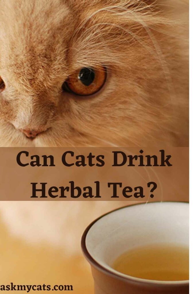 Can Cats Drink Herbal Tea?