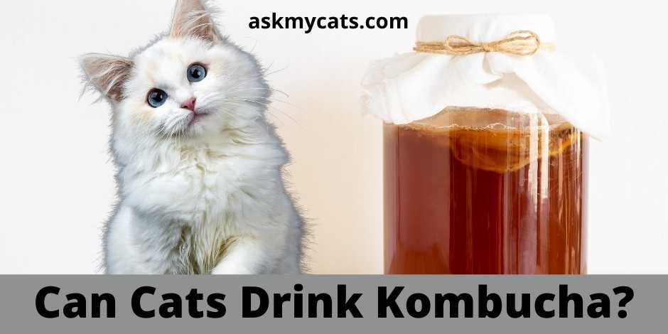 Can Cats Drink Kombucha?