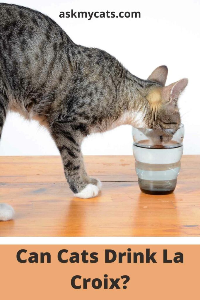 Can Cats Drink La Croix?