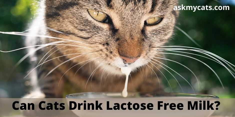 Giving cats outlet lactose free milk