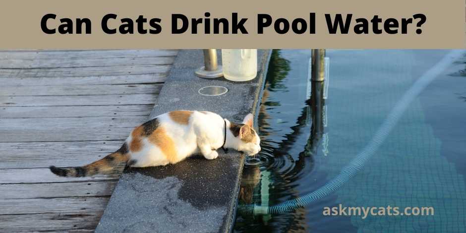 Can Cats Drink Pool Water?