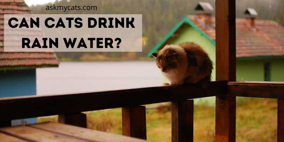 Can Cats Drink Rain Water? Is It Safe?