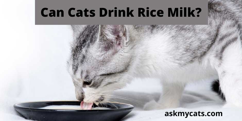 Can cats on sale have rice milk