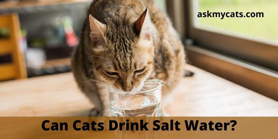 Can Cats Drink Salt Water?