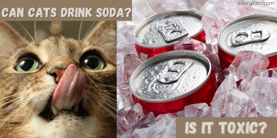 can cats drink soda? is it toxic?