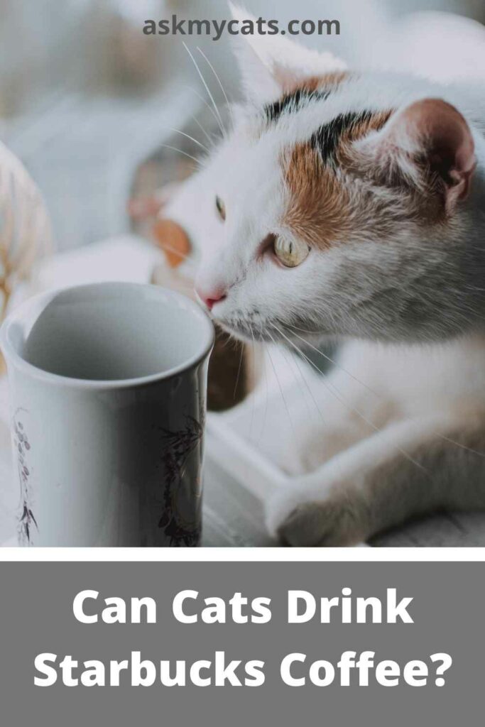 Can Cats Drink Starbucks Coffee?