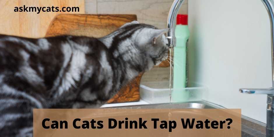 Can Cats Drink Tap Water?