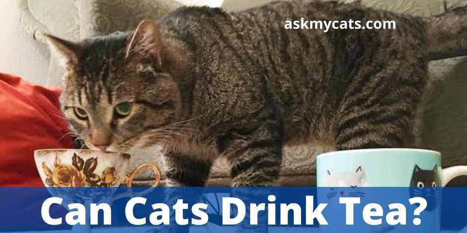 Can Cats Drink Tea?