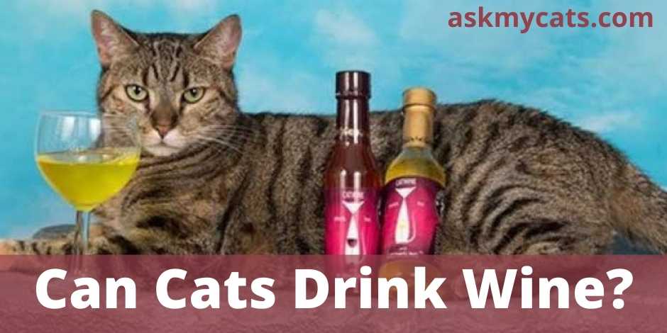 Can Cats Drink Wine?