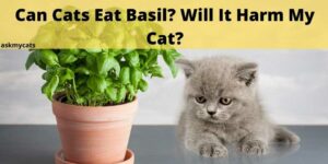 Can Cats Eat Basil? Will It Harm My Cat?
