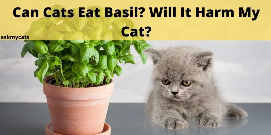 Can Cats Eat Basil Will It Harm My Cat