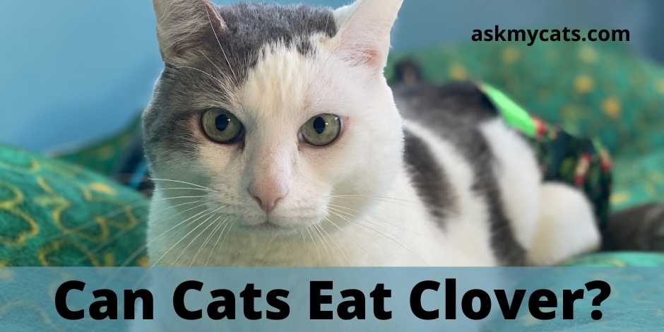 Can Cats Eat Clover?