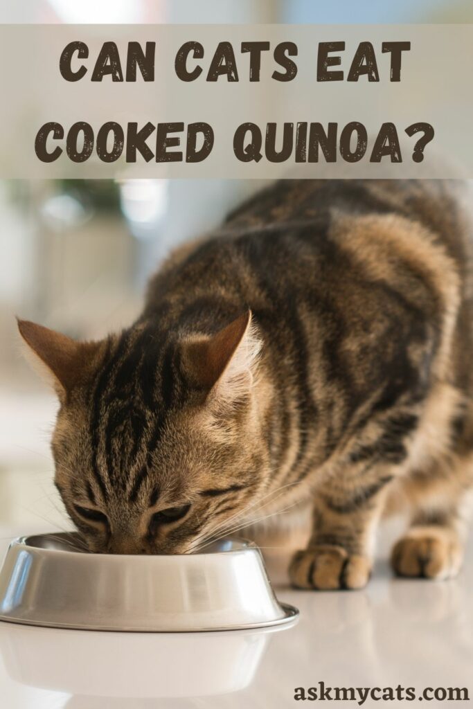 Can Cats Eat Cooked Quinoa?