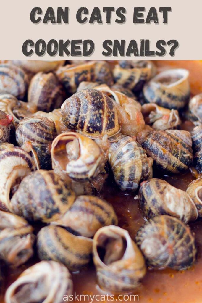 can cats cooked snails?