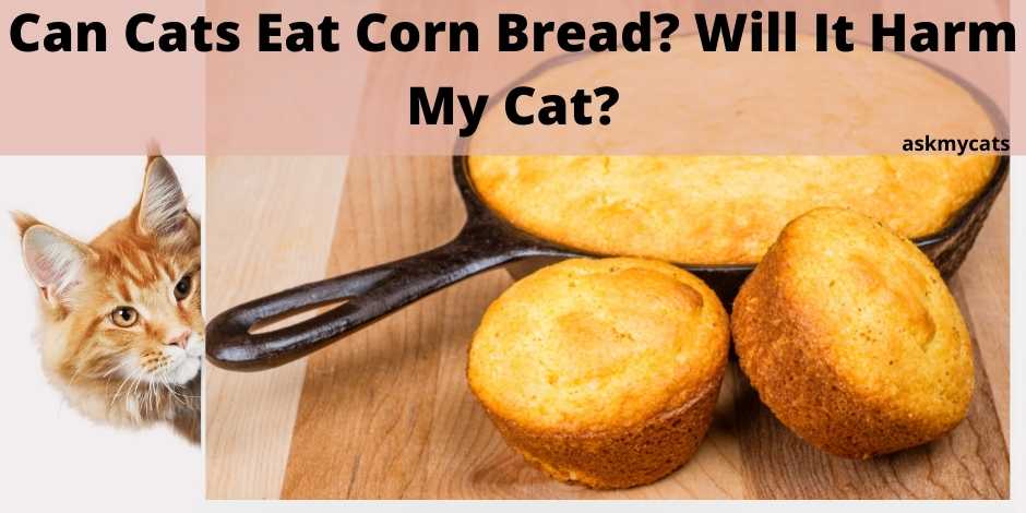 Can Cats Eat Corn Bread? Will It Harm My Cat?