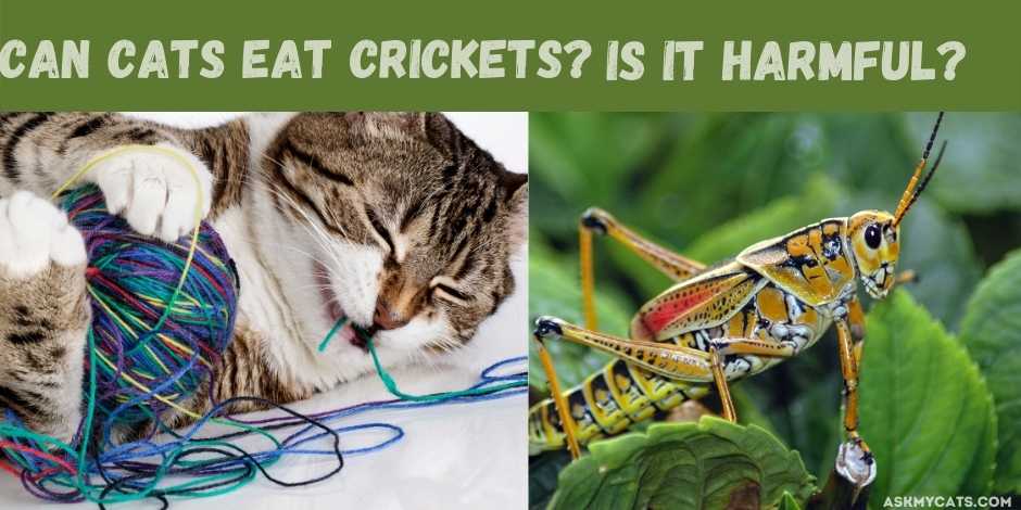 Can Cats Eat Crickets? Is It Harmful?