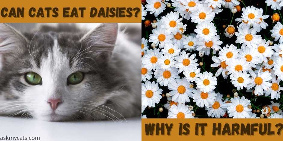 can cats eat daisies?