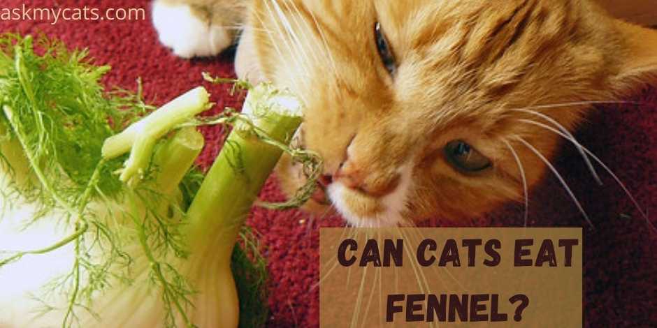 Can Cats Eat Fennel?