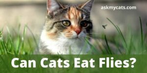 Can Cats Eat Flies? Should I Worry If My Cat Ate A Fly?