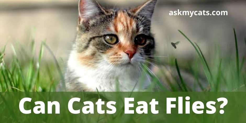 Can Cats Eat Flies?