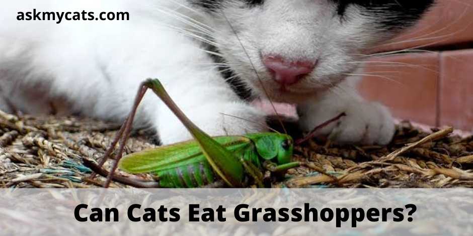 Can Cats Eat Grasshoppers?