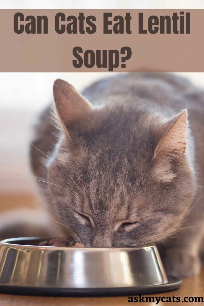 Can Cats Eat Lentil Soup?