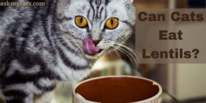 Can Cats Eat Lentils? Benefits/Risks Of Lentils For Cats