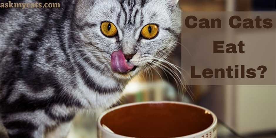 Can Cats Eat Lentils?