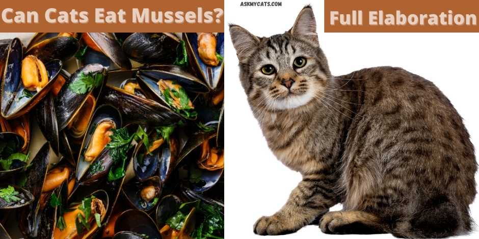 can cats eat mussels? full elaboration