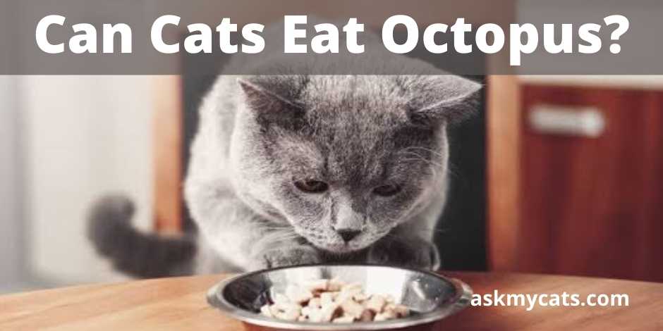 Can Cats Eat Octopus