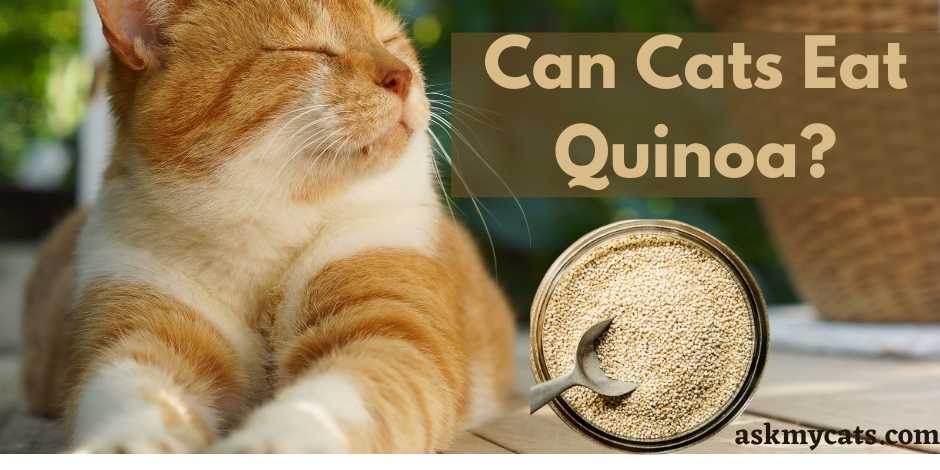 Can Cats Eat Quinoa? 