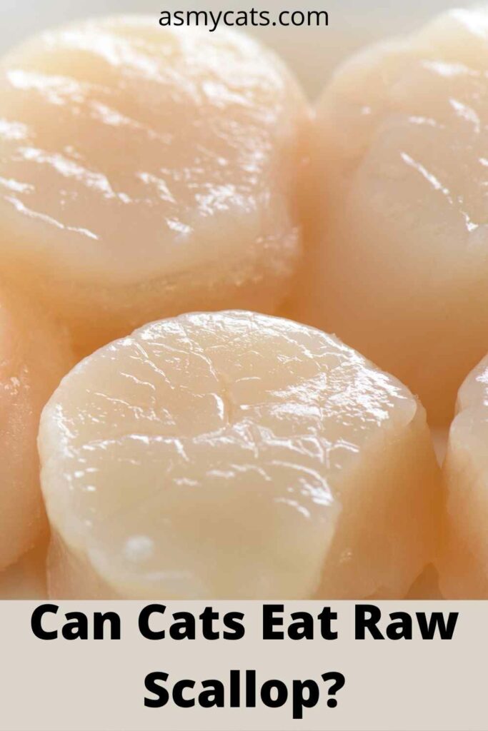 can cats eat raw scallop?