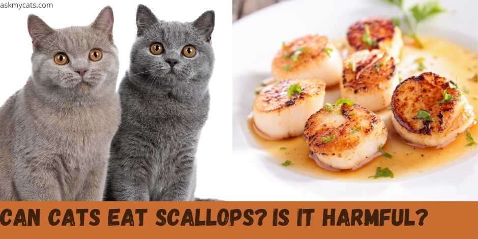 can cats eat scallops?