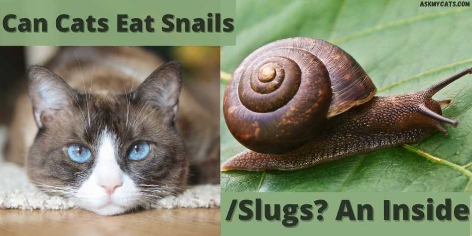 can cats eat snails/slugs? an inside