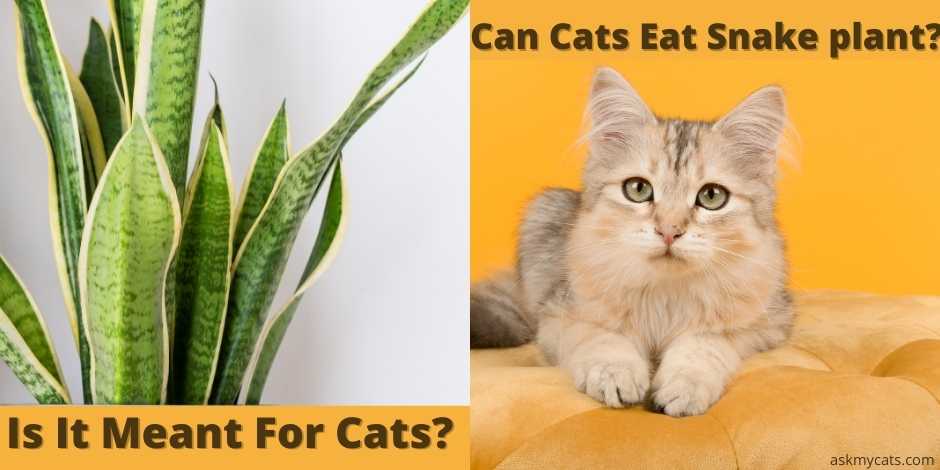 can cats eat snake plant?"