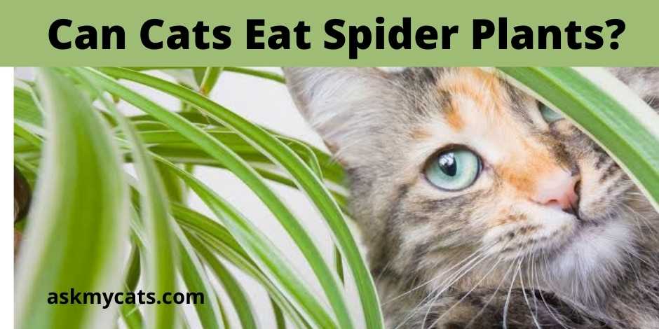 are spider plants safe for dogs