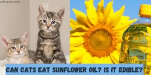 can cats eat sunflower oil? is it edible?
