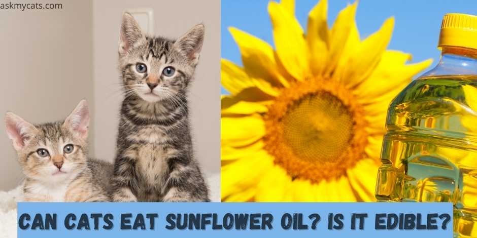 can cats eat sunflower oil? is it edible?