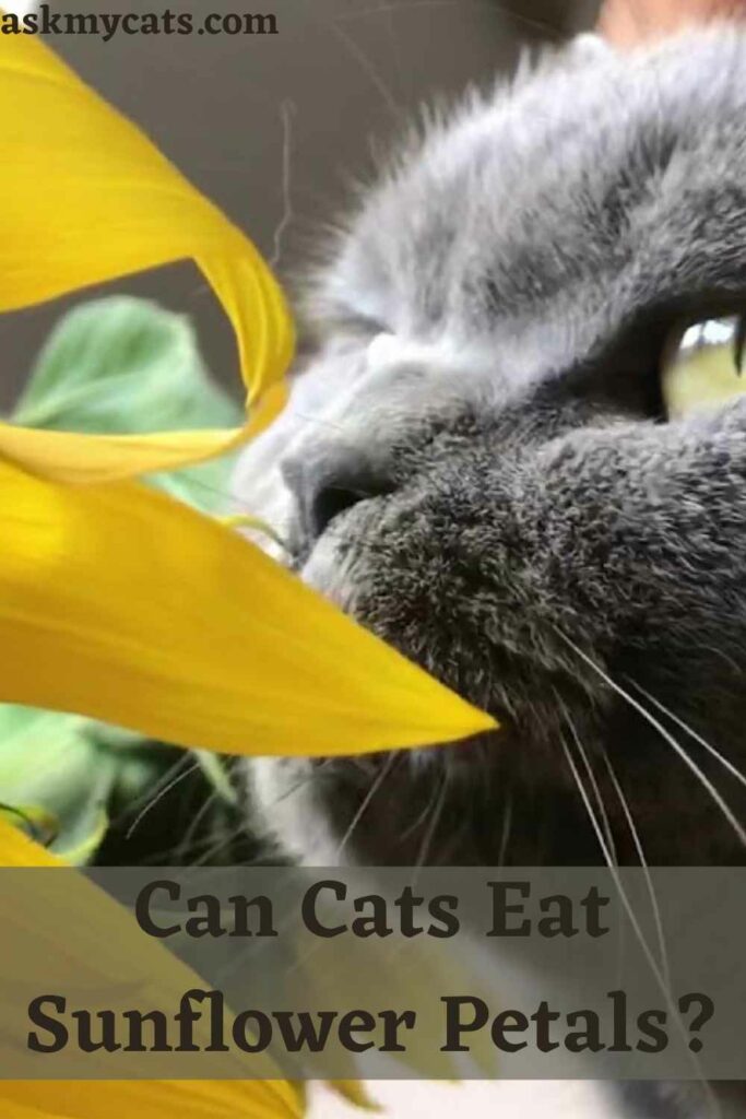 Can Cats Eat Sunflower Petals?