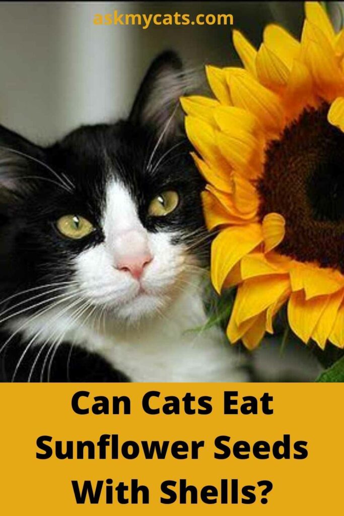 Can Cats Eat Sunflower Seeds With Shells?