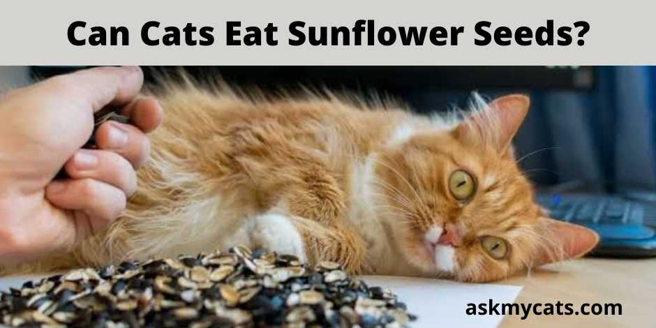 Can Cats Eat Sunflower Seeds?