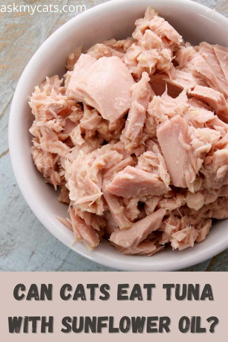 Can Cats Eat Sunflower Oil? Is Sunflower Oil Toxic To Cats?