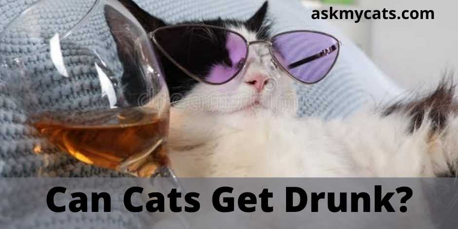 Can Cats Get Drunk?