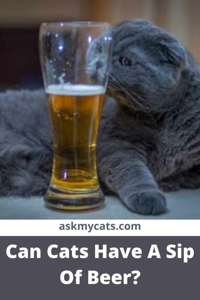 Can Cats Have A Sip Of Beer?